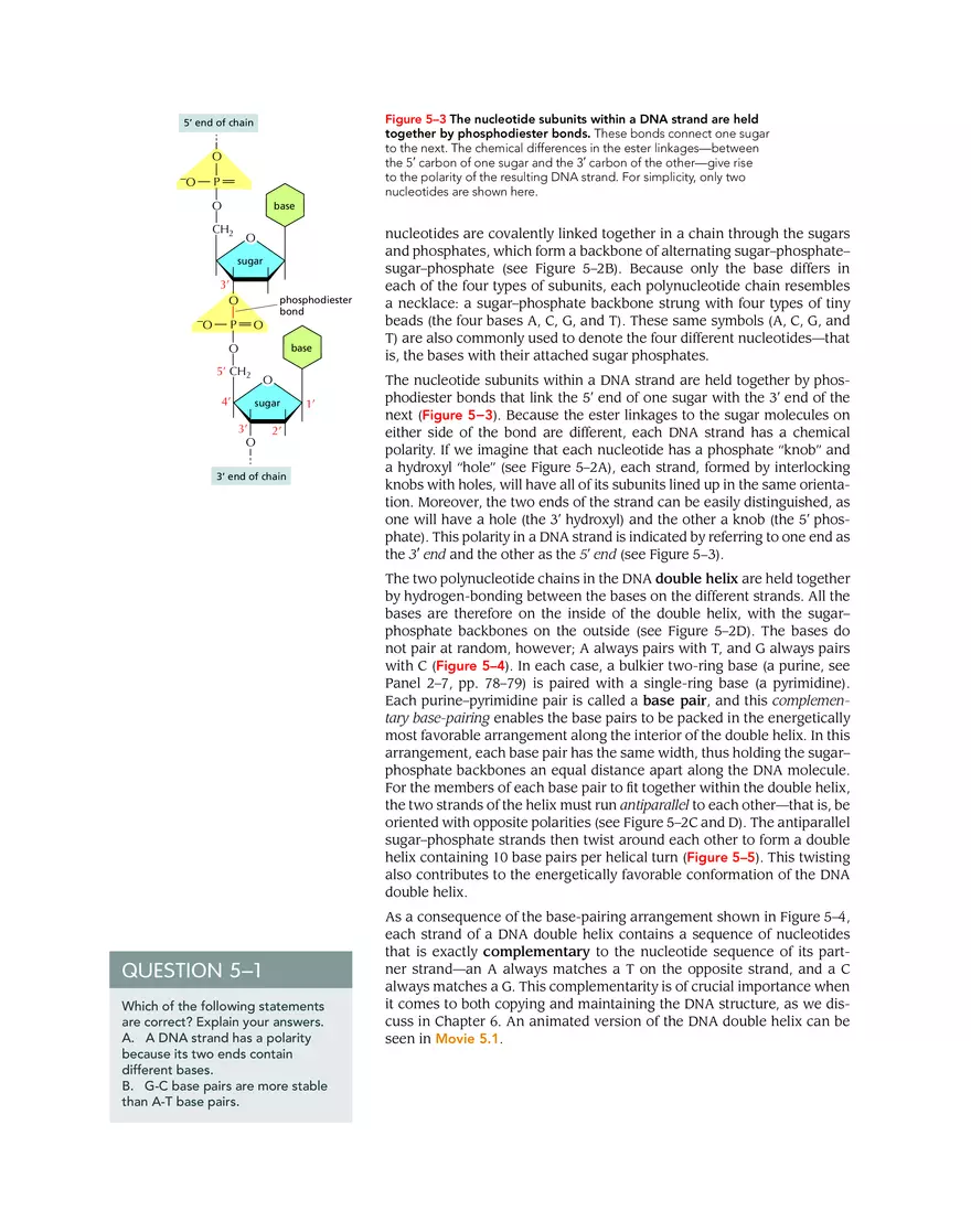 DNA and Chromosomes - Page 4
