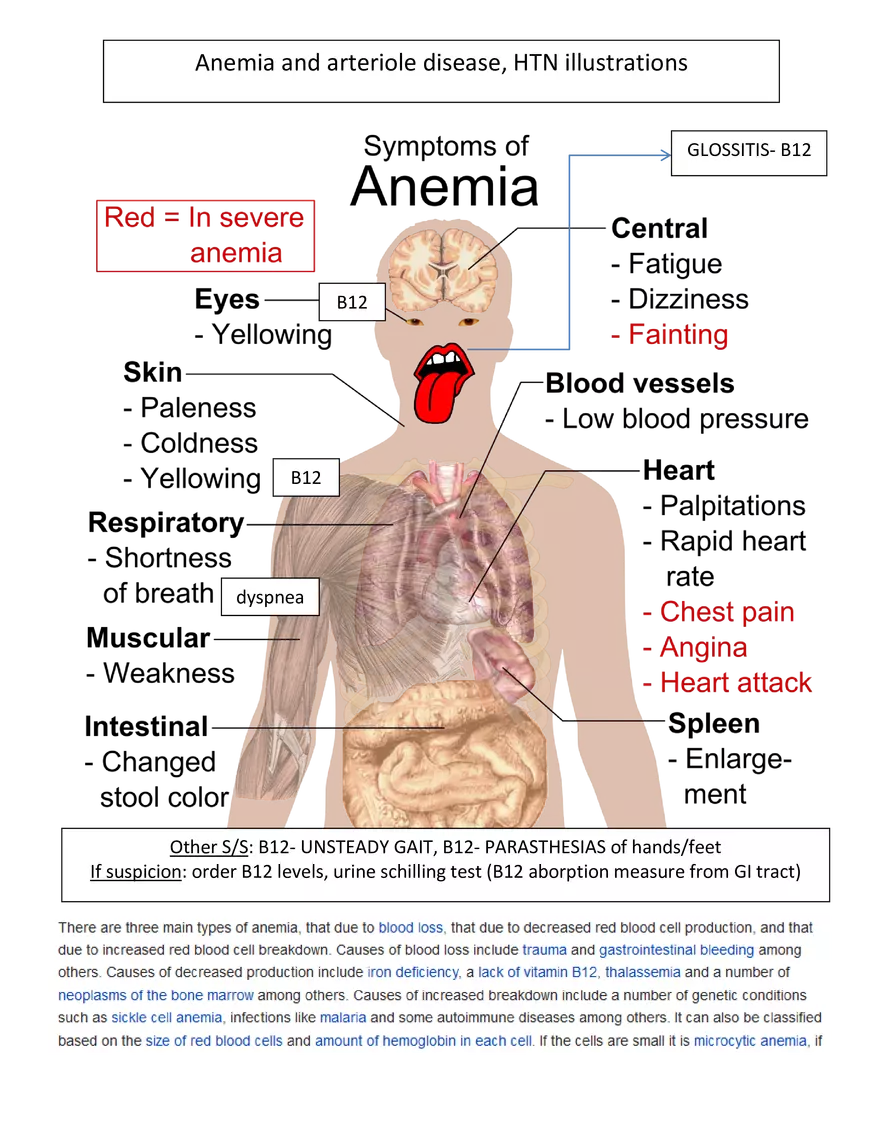Anemia Atherosclerosis HTN Illustrations - Page 1