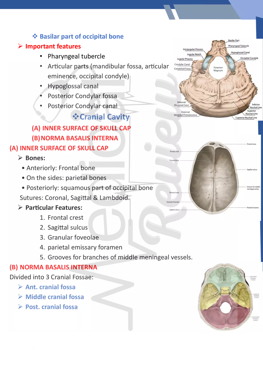 Norma Basalis - Page 3