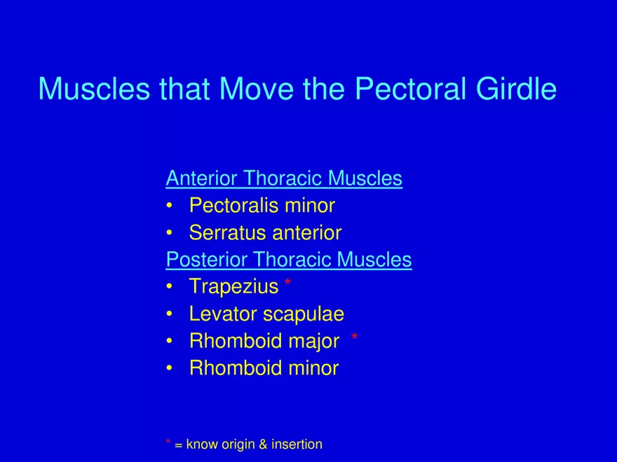 Muscles that Move the Arm - Page 2