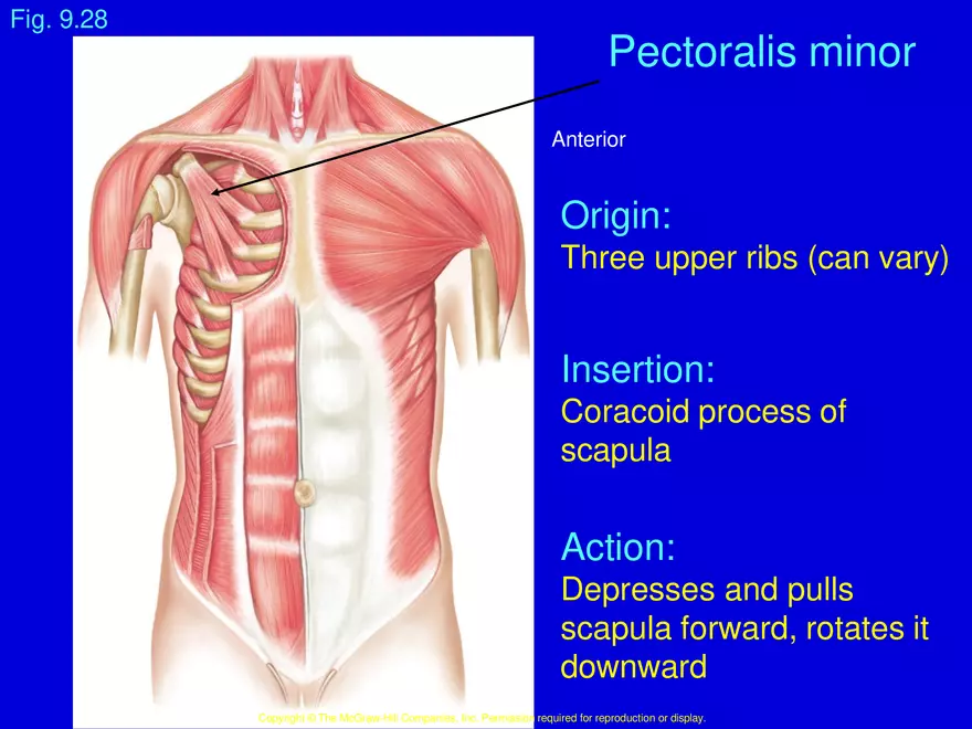 Muscles that Move the Arm - Page 3