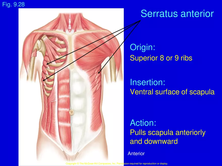 Muscles that Move the Arm - Page 4