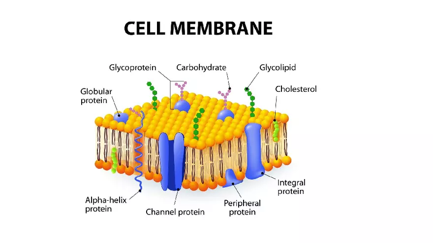 Classification of Microorganisms Lecture 4 - Page 9