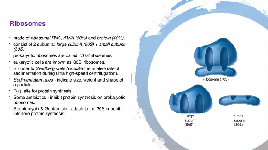 Classification of Microorganisms Lecture 4 - Page 11