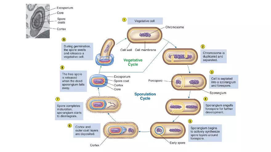 Classification of Microorganisms Lecture 4 - Page 14