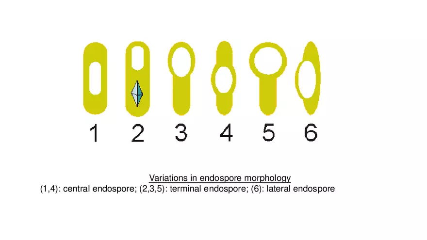 Classification of Microorganisms Lecture 4 - Page 15