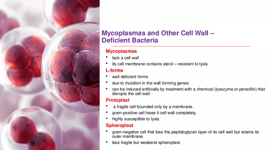 Classification of Microorganisms Lecture 4 - Page 1