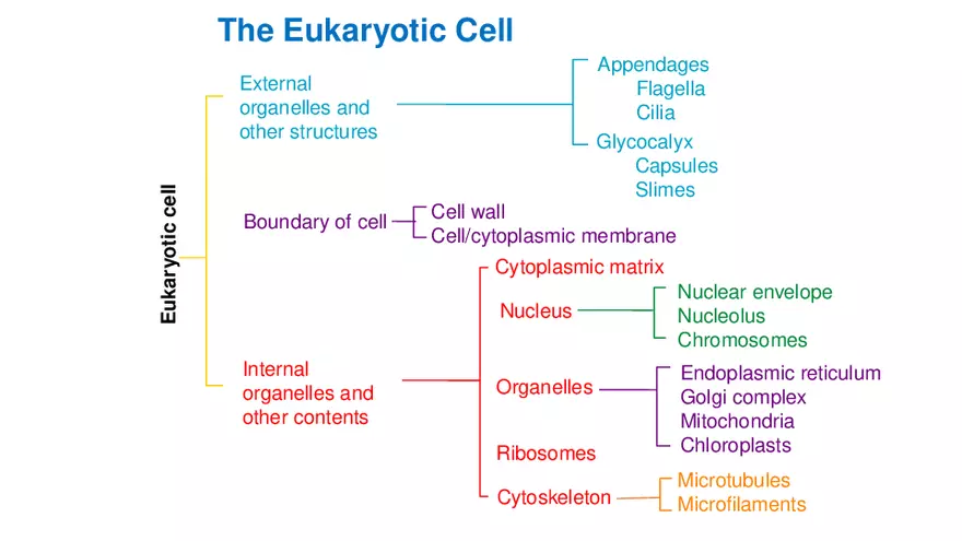 Classification of Microorganisms Lecture 4 - Page 3