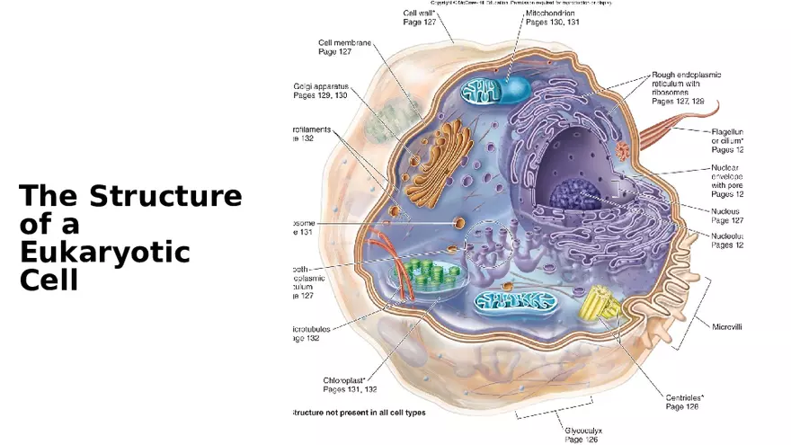 Classification of Microorganisms Lecture 4 - Page 4