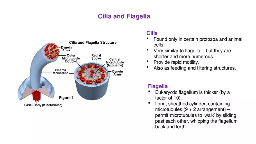 Classification of Microorganisms Lecture 4 - Page 5