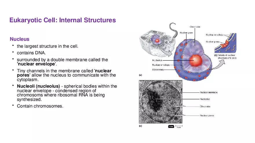 Classification of Microorganisms Lecture 4 - Page 6