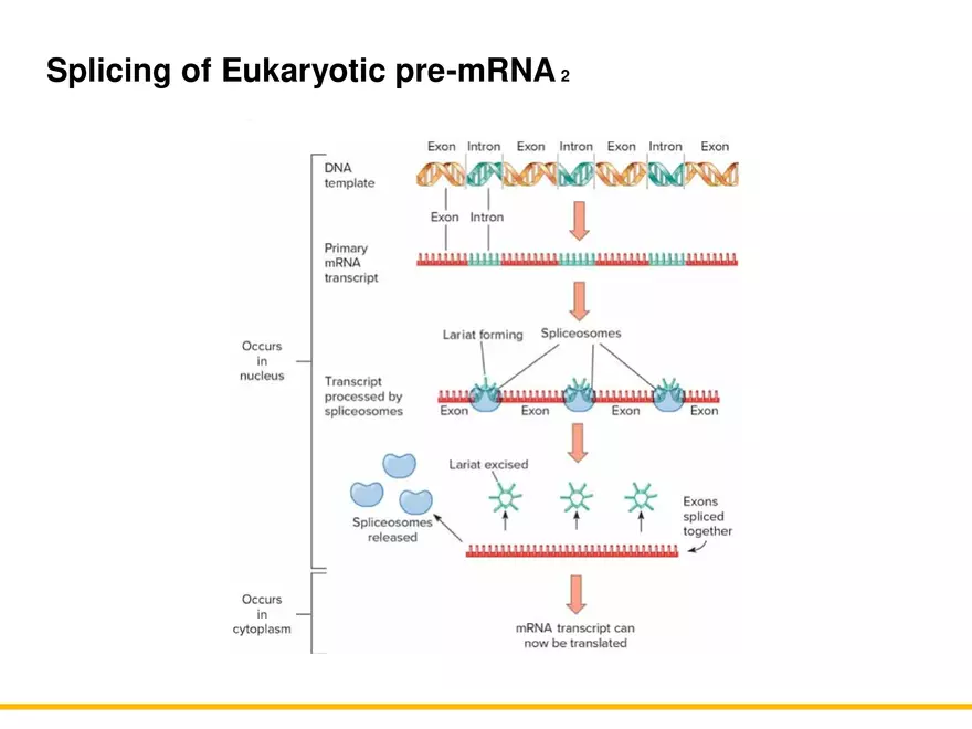 An Introduction to Microbial Genetics Lecture Part 7 - Page 7