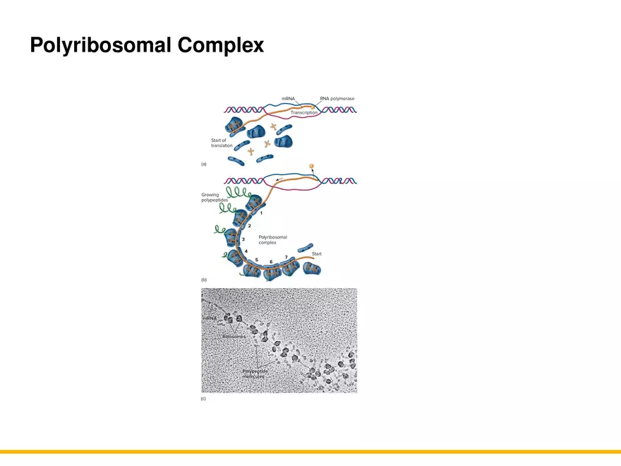 An Introduction to Microbial Genetics Lecture Part 7 - Page 4