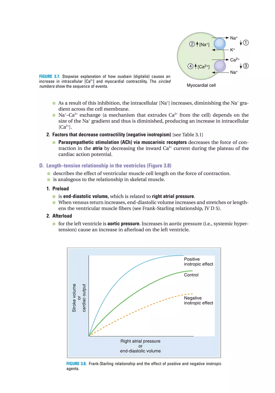 Sarcoplasmic Reticulum - Page 2