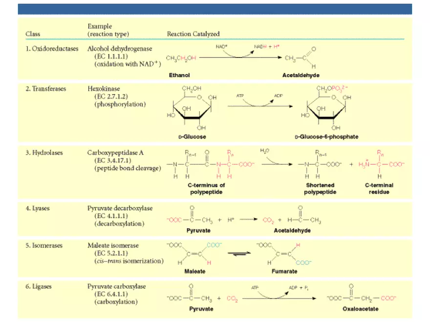 Principles of Biochemistry - Enzymes Lecture 1 - Page 7