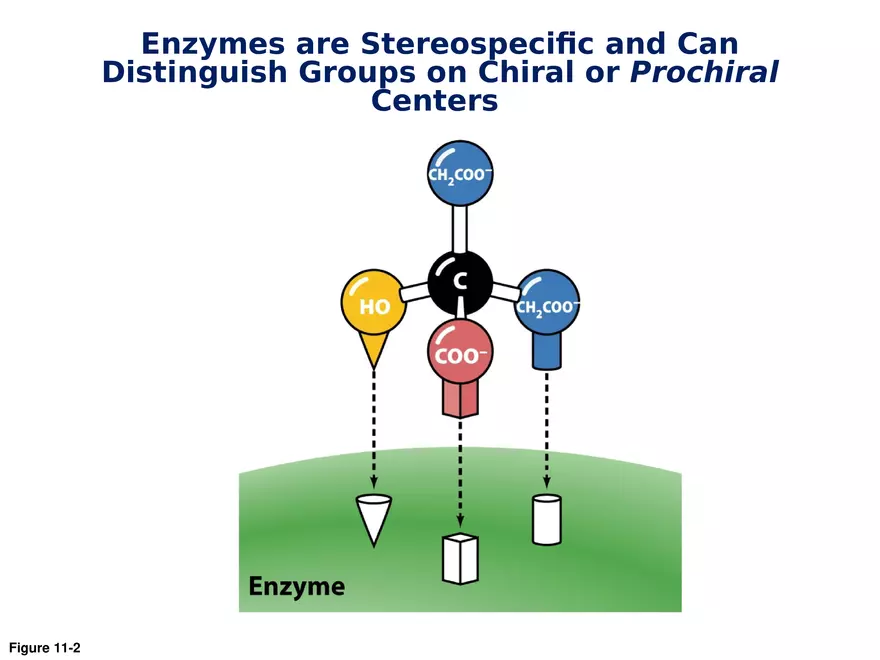 Principles of Biochemistry - Enzymes Lecture 1 - Page 10