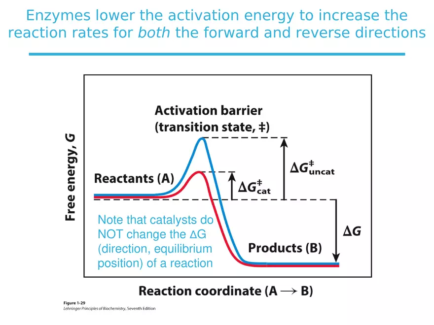 Principles of Biochemistry - Enzymes Lecture 1 - Page 3