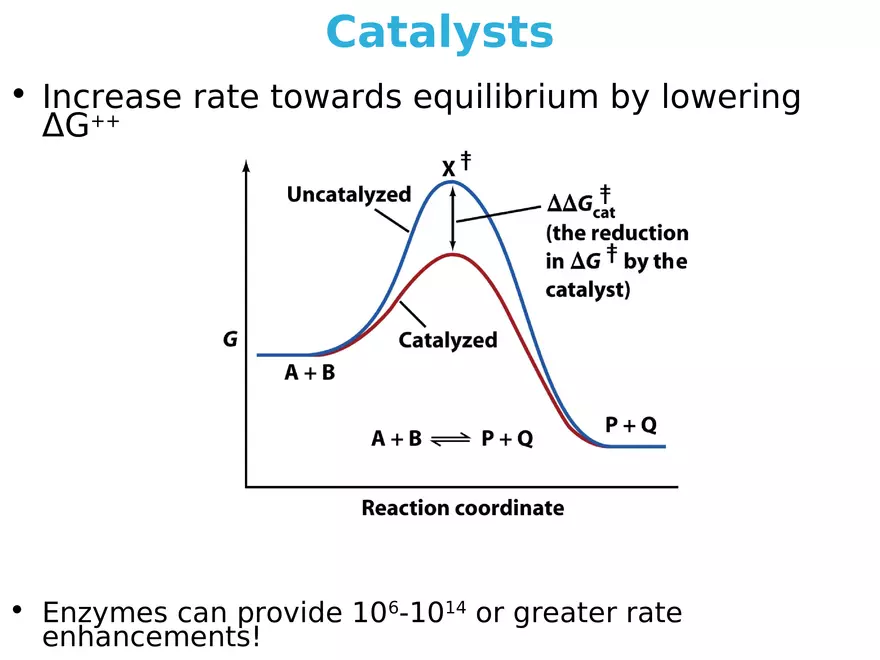 Principles of Biochemistry - Enzymes Lecture 1 - Page 4