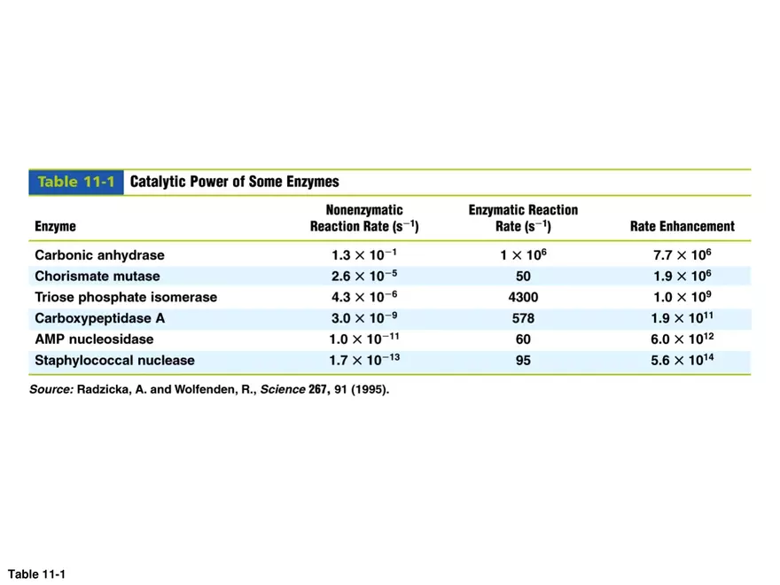 Principles of Biochemistry - Enzymes Lecture 1 - Page 5