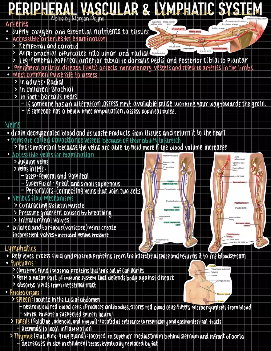 Exam 1 Study Guide HA 2 - Page 4
