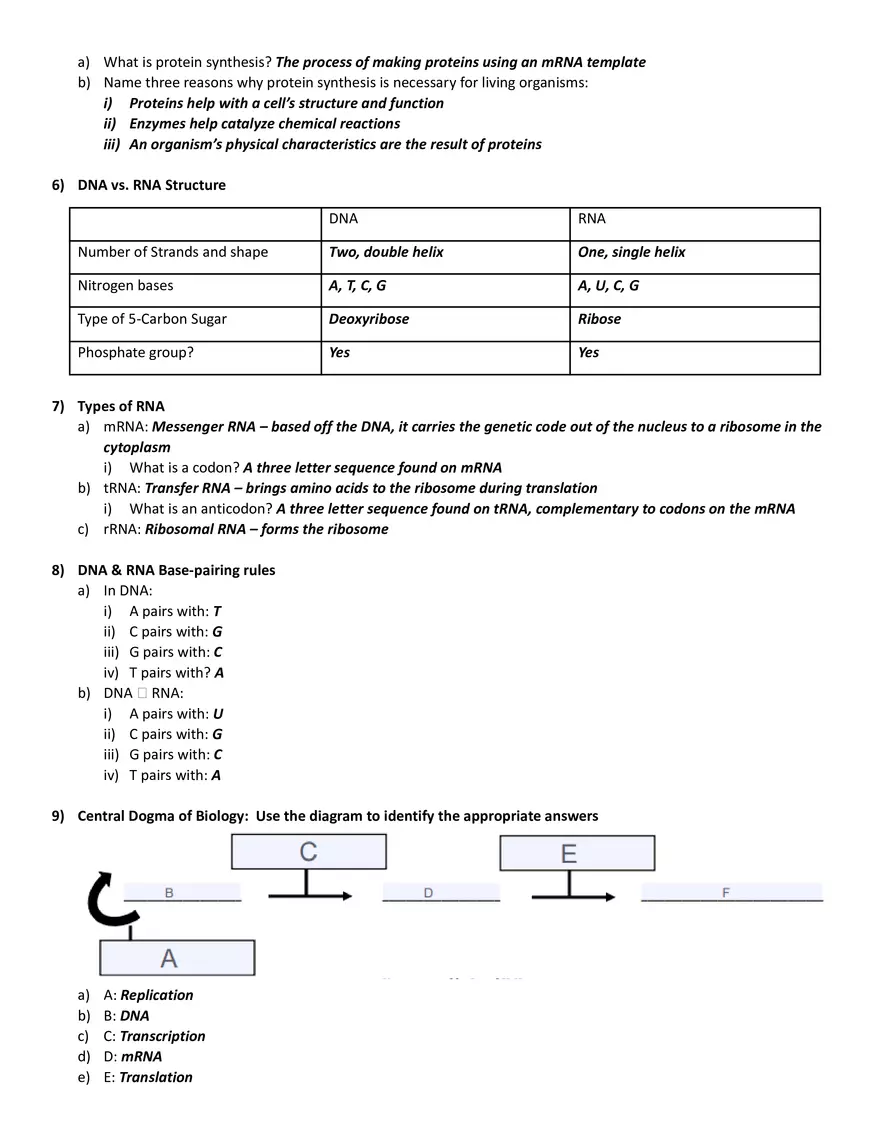 DNA and Protein Synthesis - History of DNA - Page 2