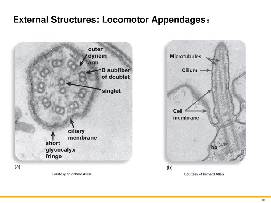 A Survey of Eukaryotic Cells and Microorganisms Part 1 - Page 9