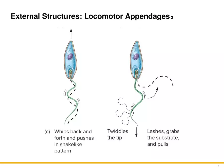 A Survey of Eukaryotic Cells and Microorganisms Part 1 - Page 10