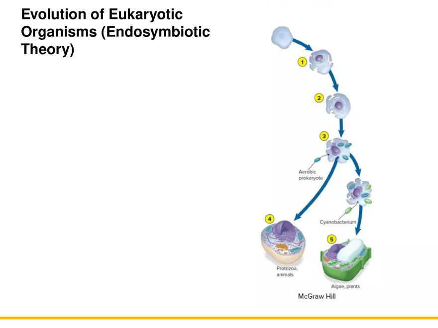 A Survey of Eukaryotic Cells and Microorganisms Part 1 - Page 2