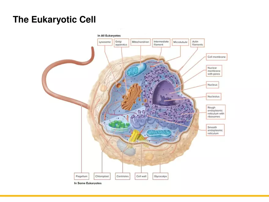 A Survey of Eukaryotic Cells and Microorganisms Part 1 - Page 4