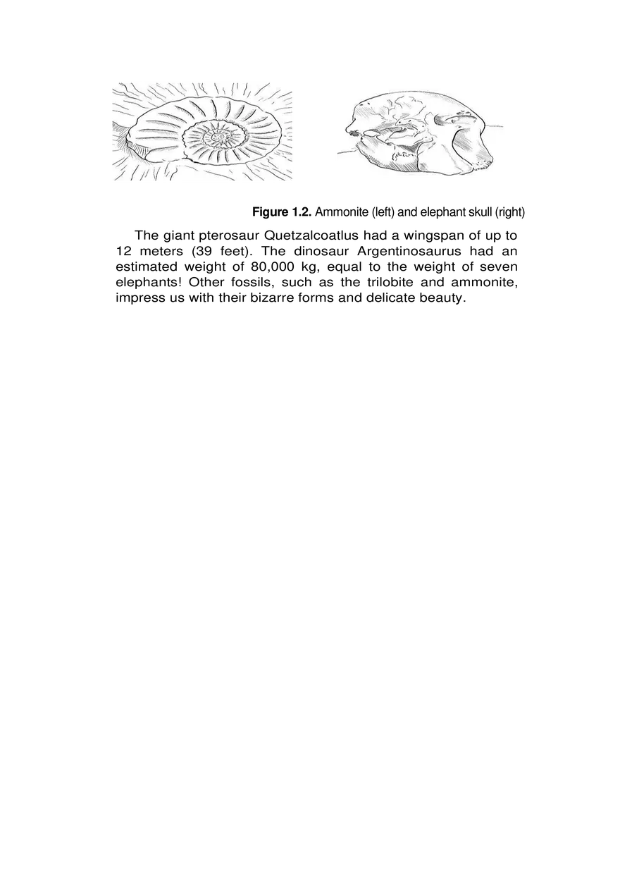 Index Fossils - Page 4
