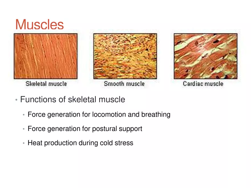 Skeletal Muscle - Structure and Function - Page 3