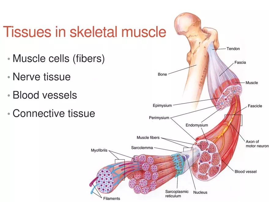 Skeletal Muscle - Structure and Function - Page 4