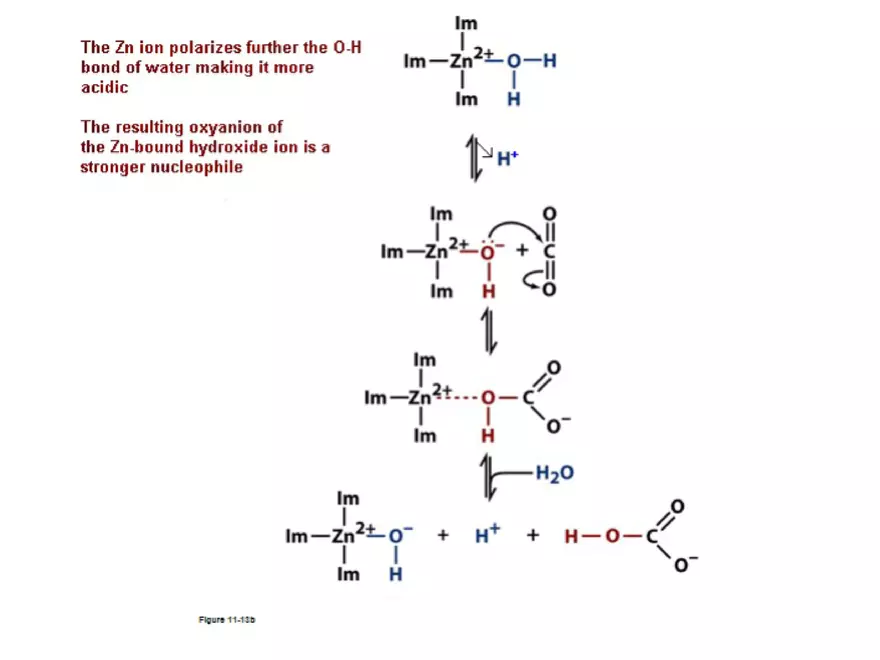 Principles of Biochemistry - Enzymes Lecture 3 - Page 8