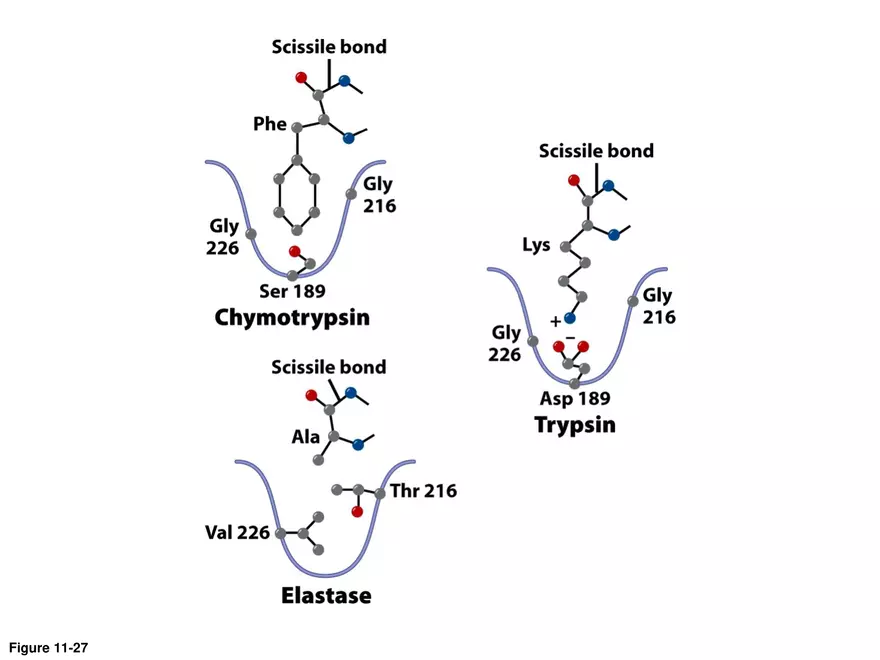 Principles of Biochemistry - Enzymes Lecture 3 - Page 10