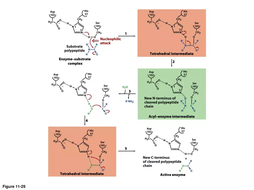 Principles of Biochemistry - Enzymes Lecture 3 - Page 11