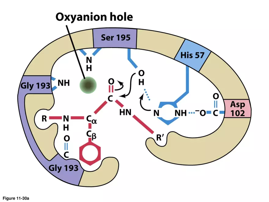 Principles of Biochemistry - Enzymes Lecture 3 - Page 12