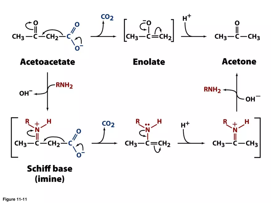 Principles of Biochemistry - Enzymes Lecture 3 - Page 2