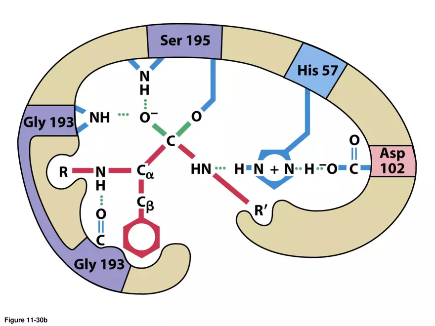 Principles of Biochemistry - Enzymes Lecture 3 - Page 3
