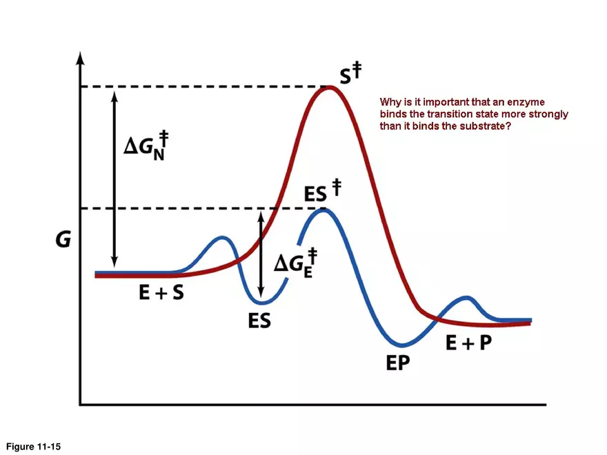 Principles of Biochemistry - Enzymes Lecture 3 - Page 4