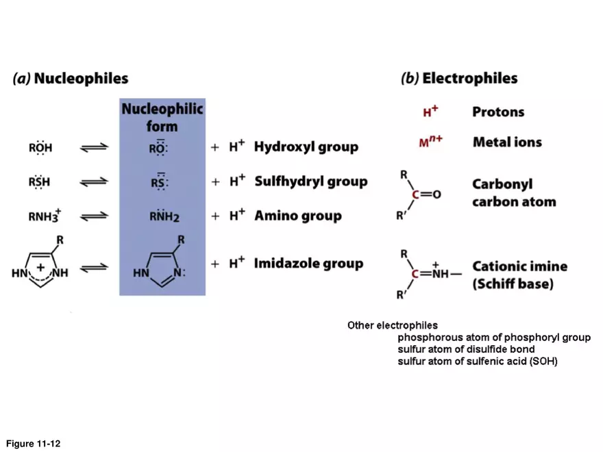 Principles of Biochemistry - Enzymes Lecture 3 - Page 6