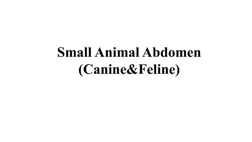 Small Animal Abdomen - Page 1