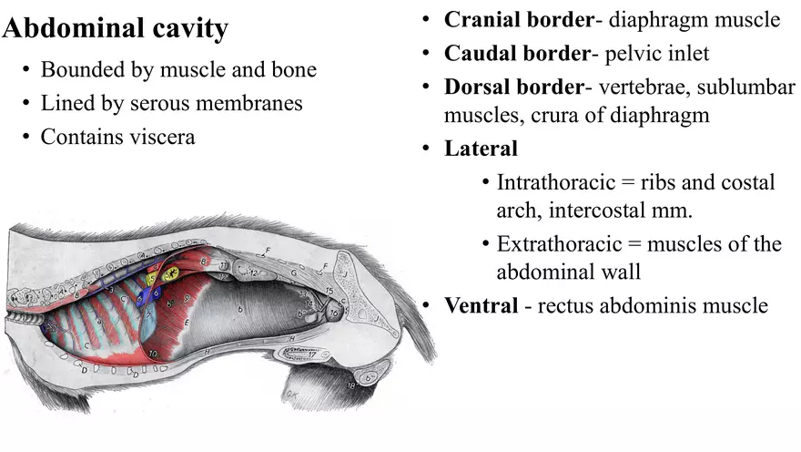 Small Animal Abdomen - Page 2