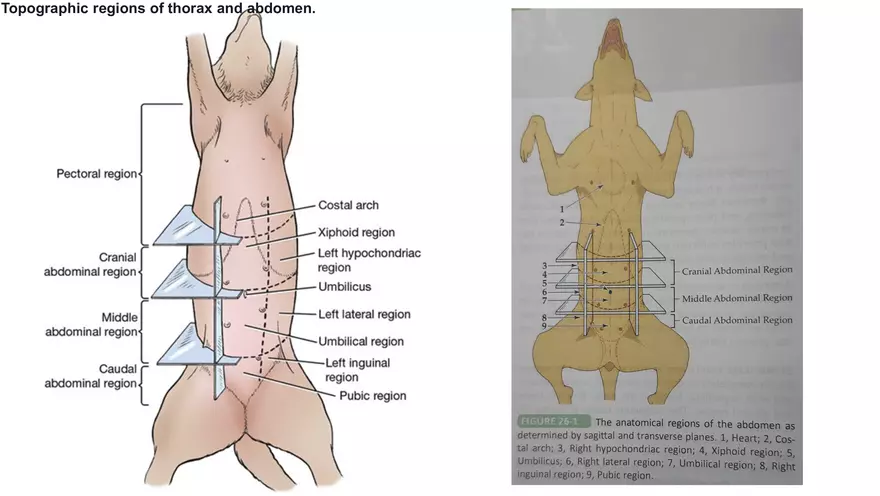 Small Animal Abdomen - Page 3