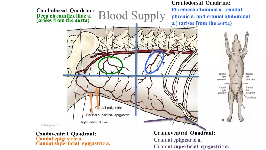 Small Animal Abdomen - Page 4