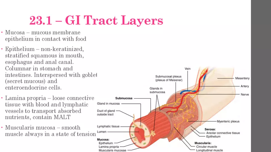 The Digestive System - Page 3