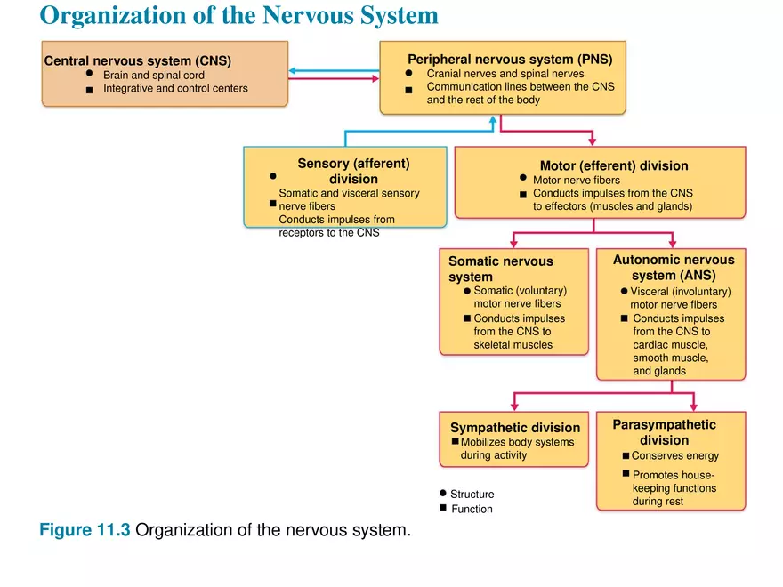 Fundamentals of the Nervous System and Nervous Tissue Lectrure 1 - Page 10
