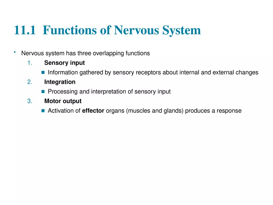 Fundamentals of the Nervous System and Nervous Tissue Lectrure 1 - Page 3