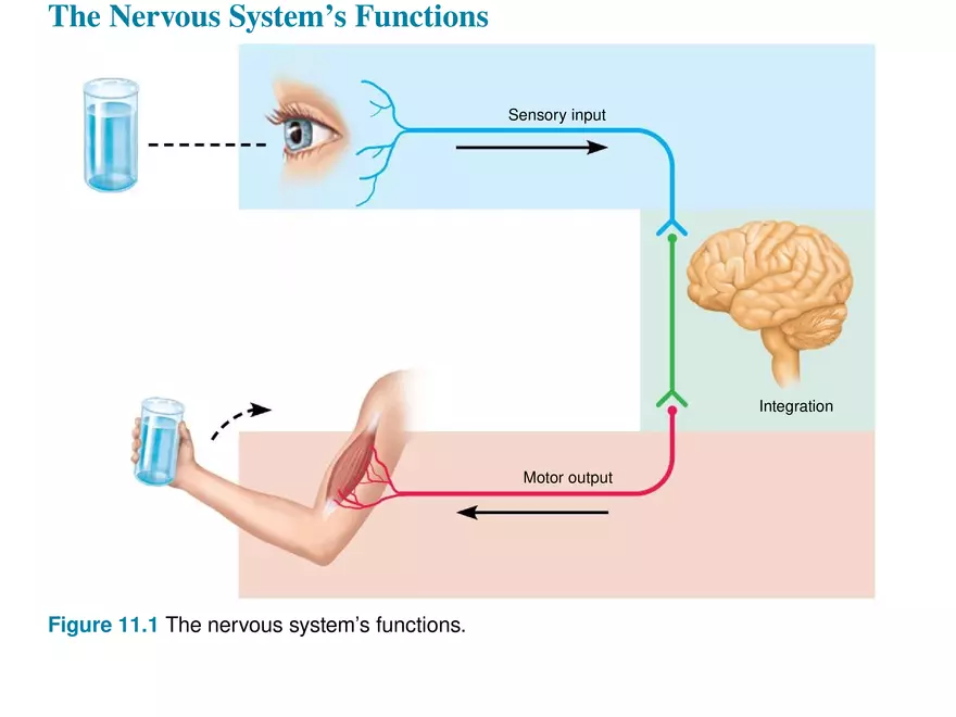 Fundamentals of the Nervous System and Nervous Tissue Lectrure 1 - Page 4