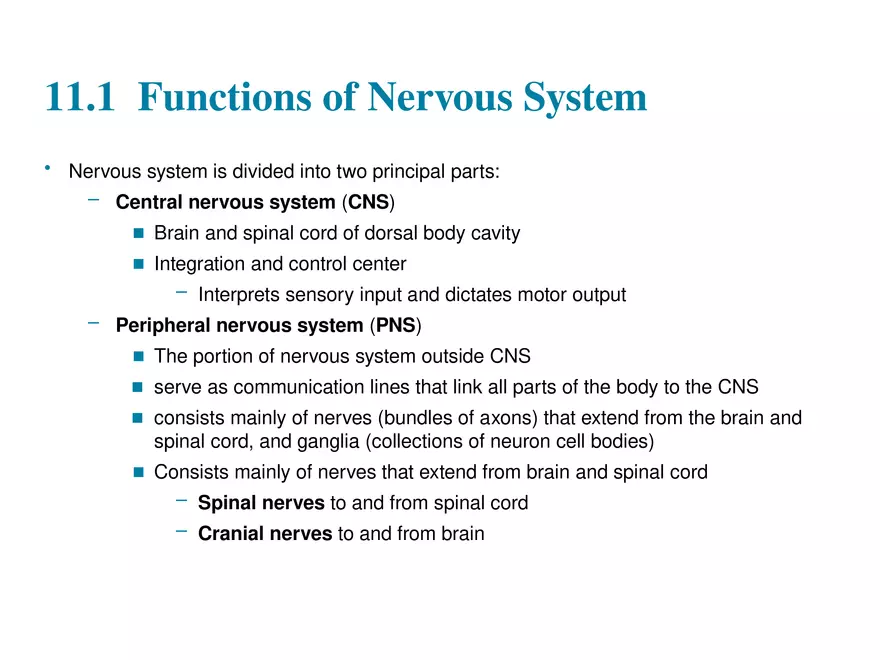 Fundamentals of the Nervous System and Nervous Tissue Lectrure 1 - Page 5