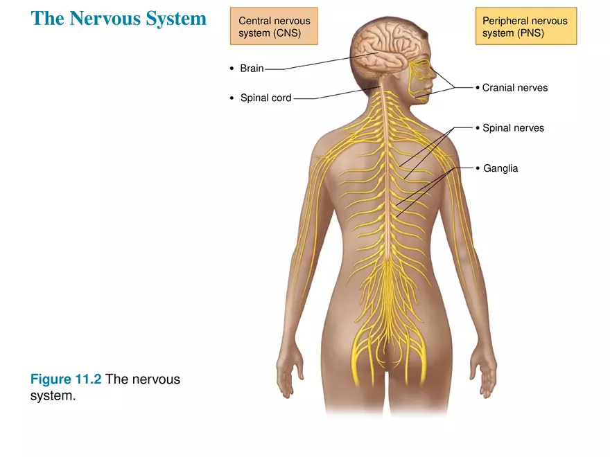 Fundamentals of the Nervous System and Nervous Tissue Lectrure 1 - Page 6